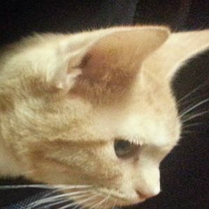 Meet your Posher, Phrensie